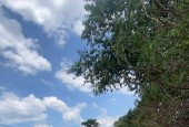 [Hot Hot] Đại Hạ Giá - Bán gấp lô Đất view đẹp mặt tiền QL20 tại Xuân Thọ, Đà Lạt 1400m2 giá chỉ 12.5 tỷ